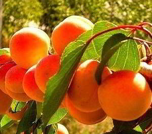 Полезные свойства абрикоса