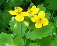 Чистотел - польза и применение