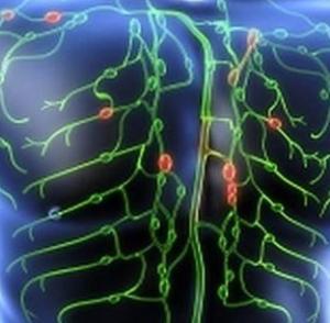 О лимфатической системе